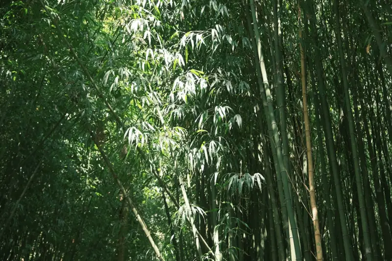 智能家居产品选购指南：智能插座与智能开关的核心功能差异解析